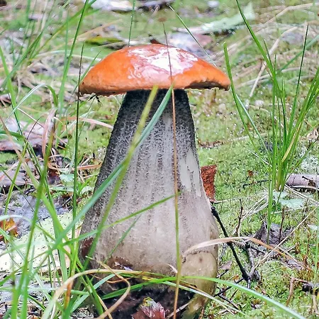 Viehko By Interhome Lipinlahti