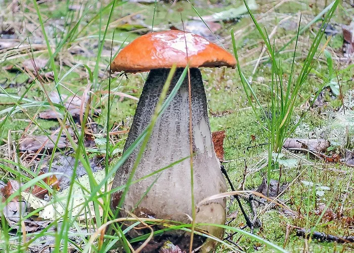 Viehko By Interhome Lipinlahti